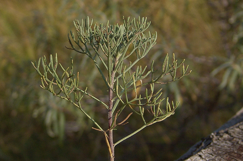3 Artemisia alba Turra 0705.jpg