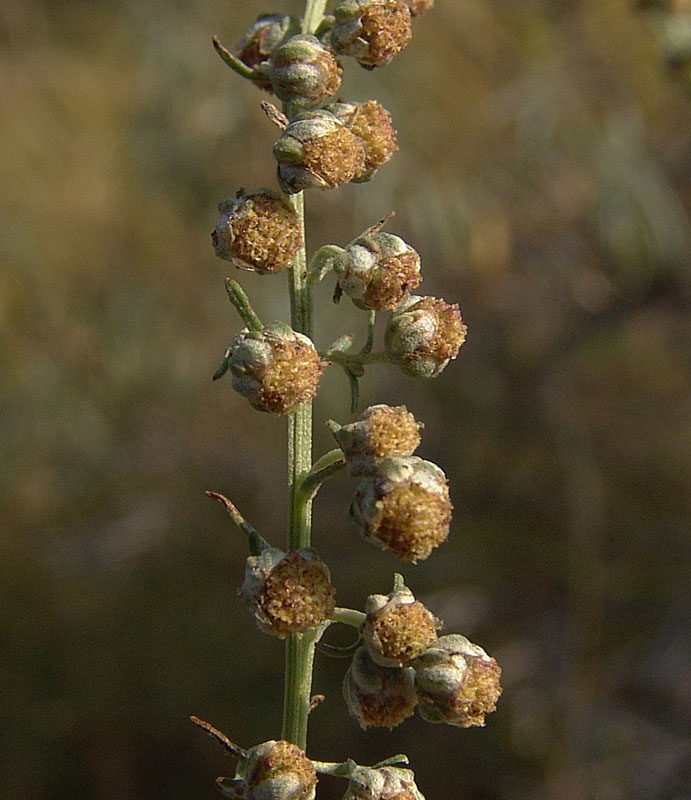 5 Artemisia alba Turra 0703.jpg
