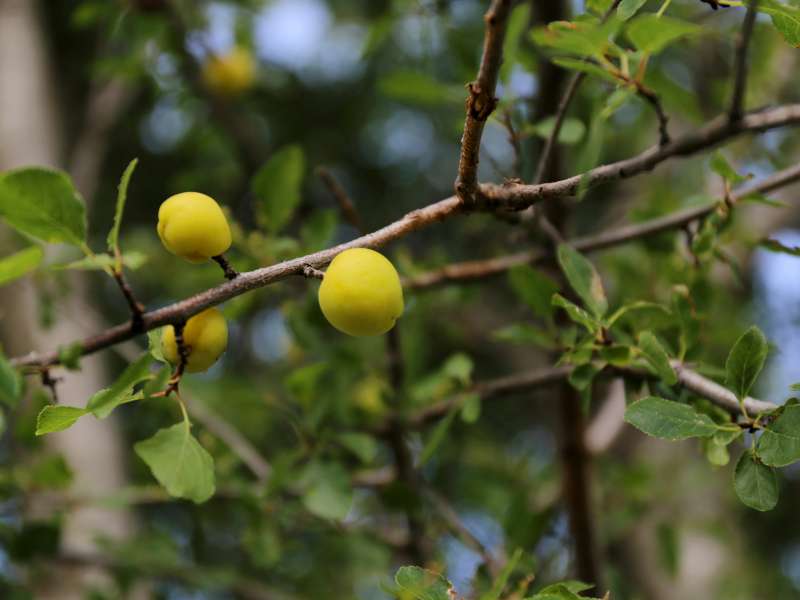 Prunus cocomilia b.jpg