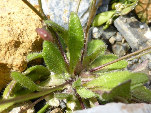 Erophila verna subsp. macrocarpa (Boiss.) Walters (c).jpg