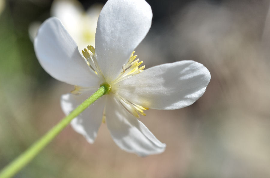 Ranunculus_platanifolius_2015521-2.jpg