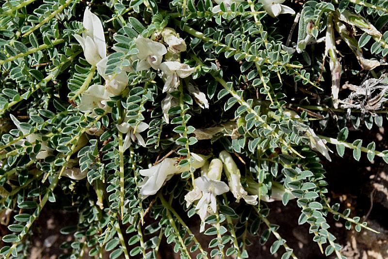 Astragalus sirinicus subsp. genargenteus (Moris) Arcang. {F 6701}
