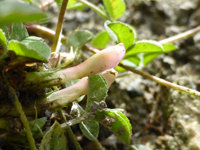 Trifolium uniflorum L. (a).jpg