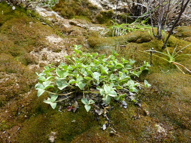Trifolium uniflorum L. (b).jpg