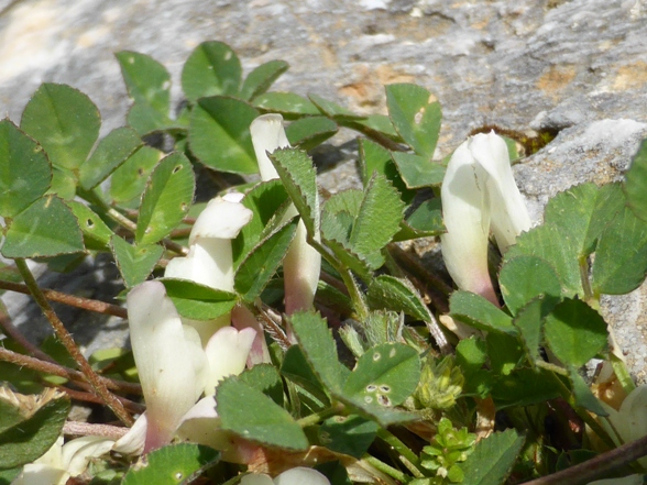 Trifolium uniflorum L. (c).jpg
