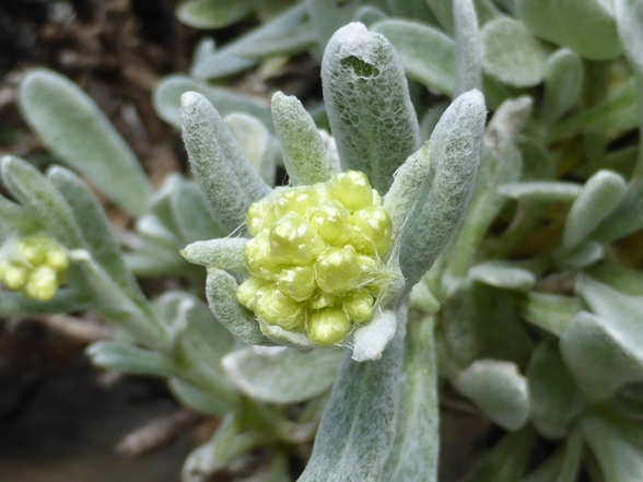 Helichrysum orientale (L.) Vaill. (a).jpg