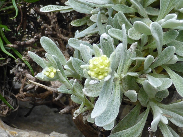 Helichrysum orientale (L.) Vaill. (c).jpg