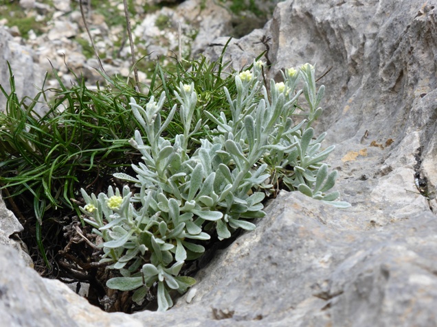 Helichrysum orientale (L.) Vaill. (d).jpg