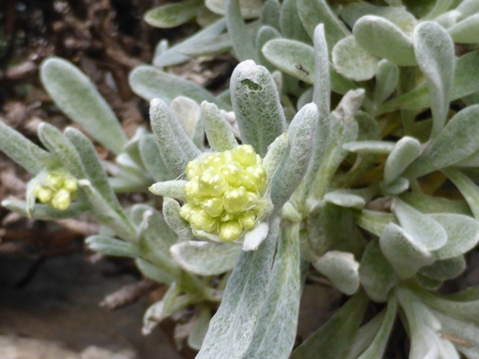 Helichrysum orientale (L.) Vaill. (e).jpg