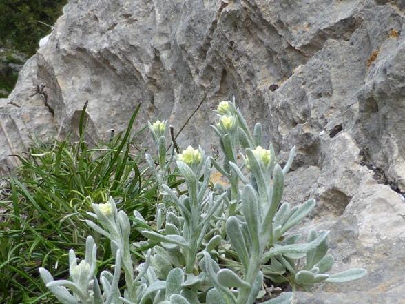 Helichrysum orientale (L.) Vaill. (f).jpg