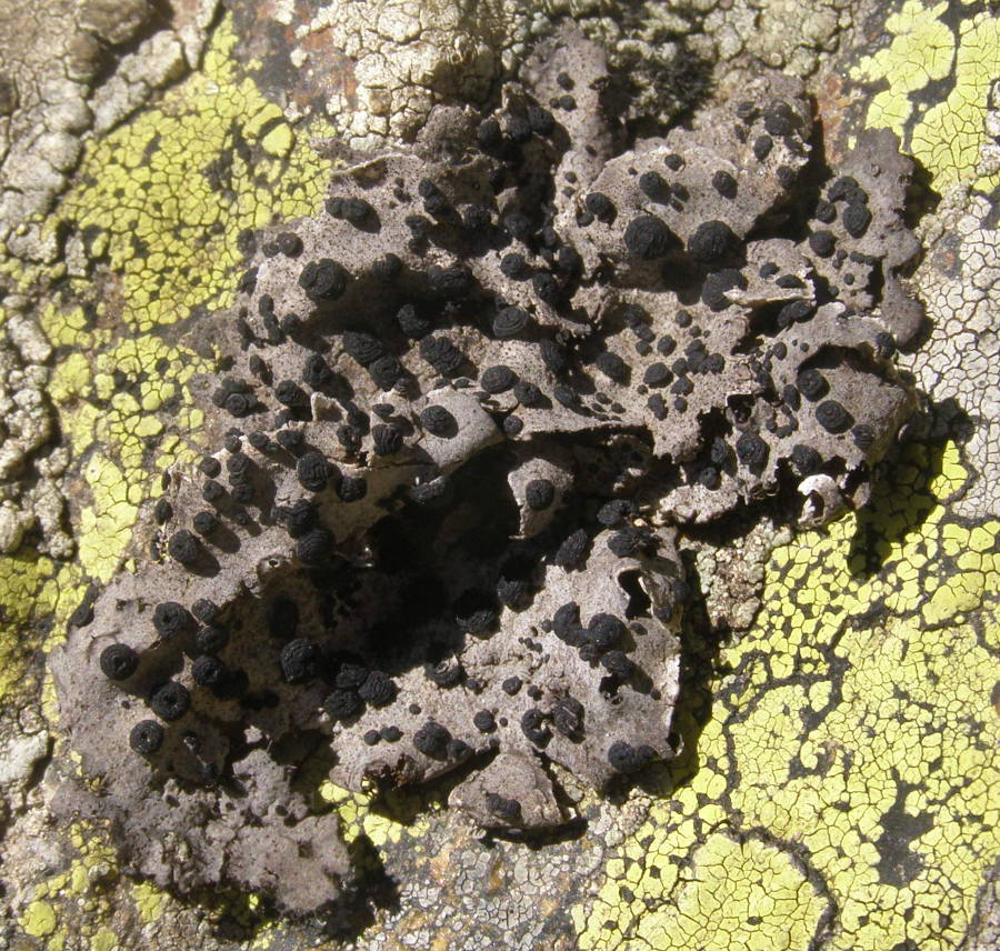 lichene-1.jpg