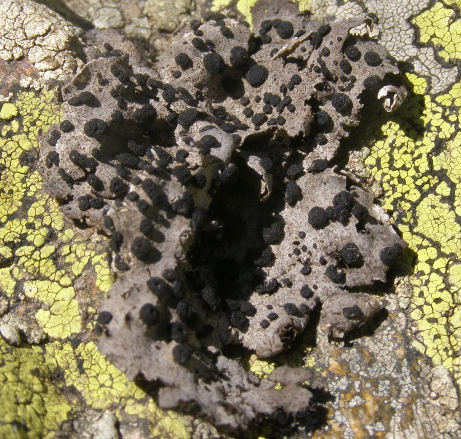 lichene-2.jpg