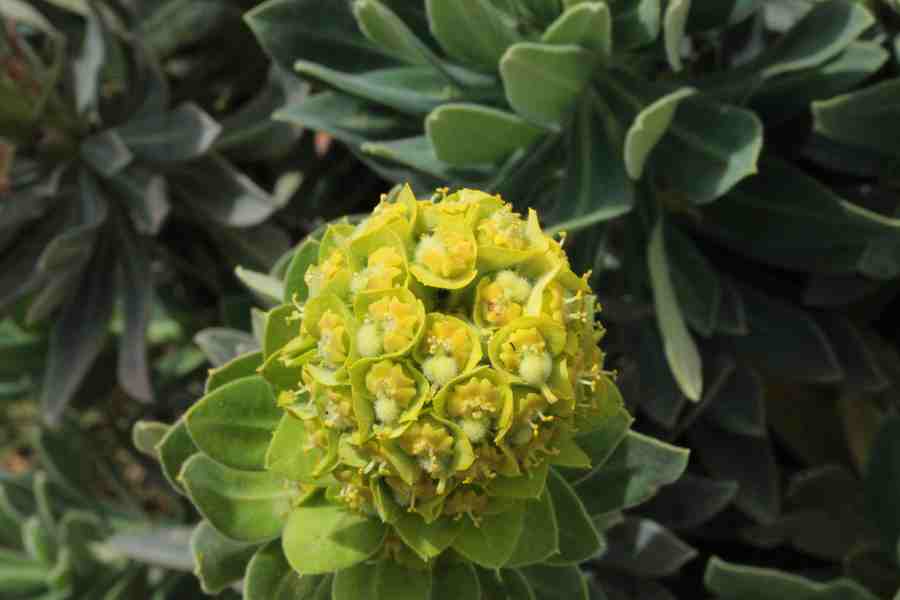 Euphorbia characias  (4).JPG