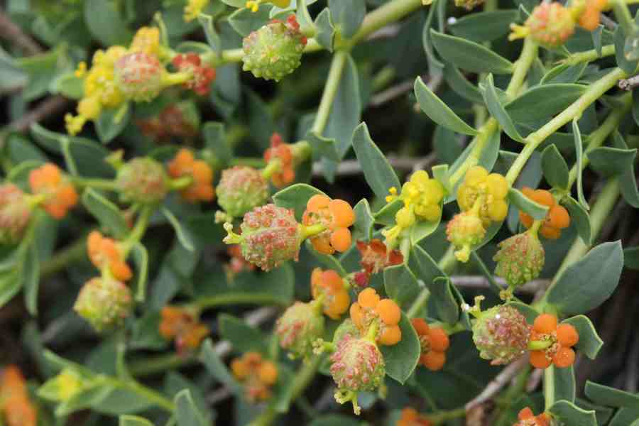 Euphorbia spinosa (4).JPG