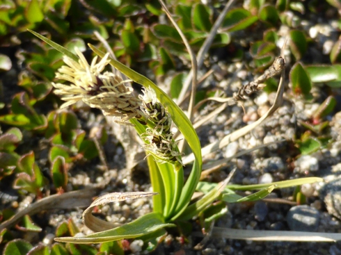 Carex Kulusuk (b).jpg