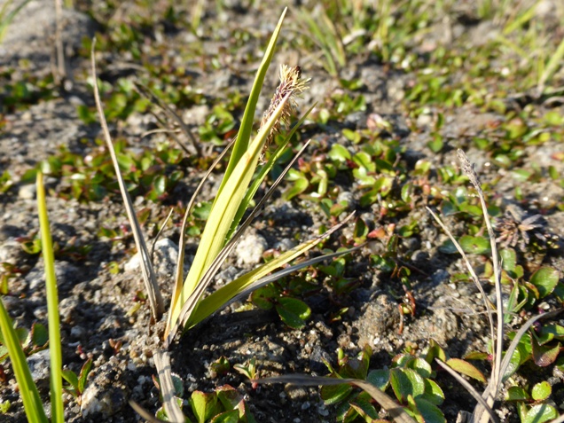Carex Kulusuk (c).jpg