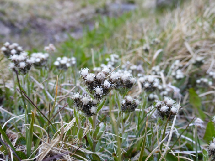 Antennaria alpina (L.) Gaertn. (b).jpg
