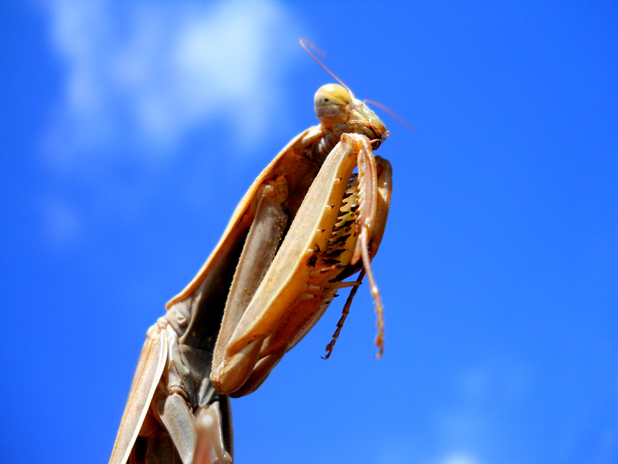 Mantis-religiosa-(Linnaeus,.jpg