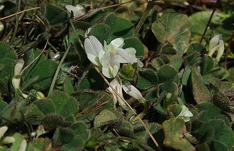 -Trifolium-subterraneum-L..jpg