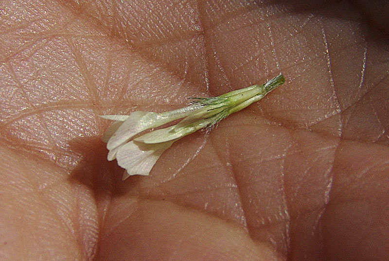 -Trifolium-subterraneum-L..jpg