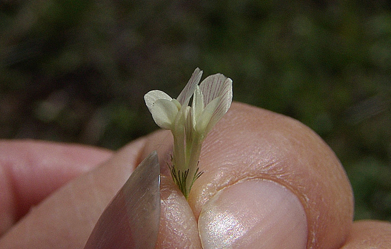 6-Trifolium-subterraneum-L..jpg