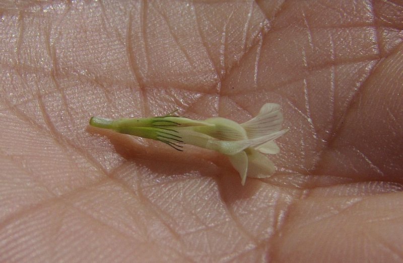 Trifolium-subterraneum-L..jpg