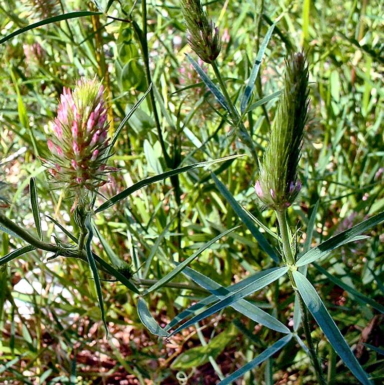 Trifolium_angustifolium1.jpg