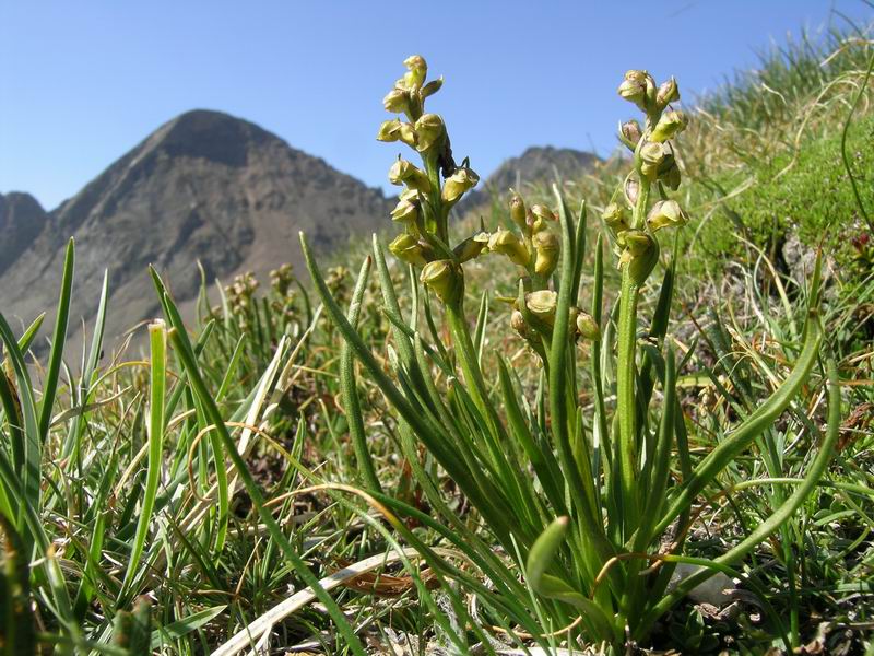 Chamorchis alpina.18.JPG