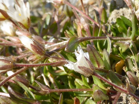 Cerastium cerastoides (L.) Britton (c).jpg