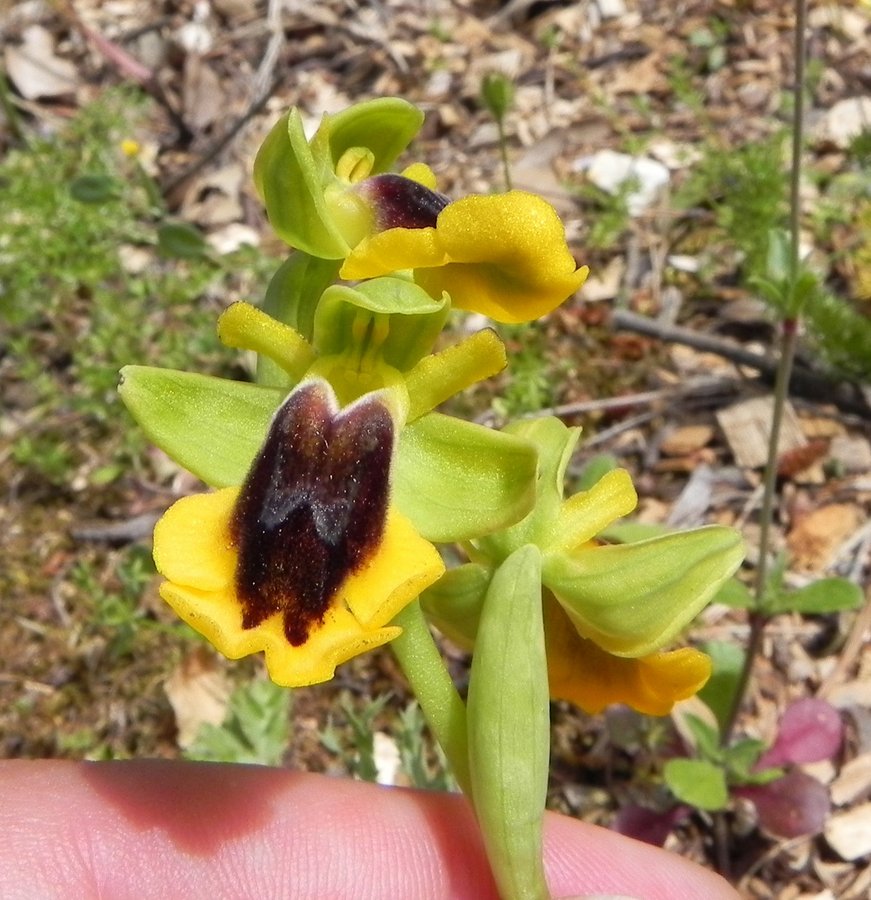 43-Ophrys lutea - Zingaro -01.JPG