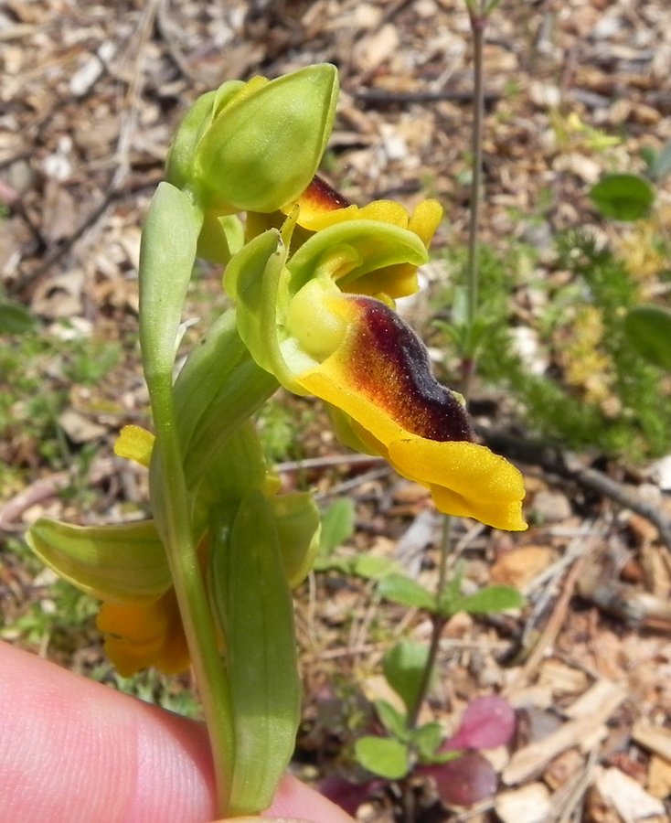 44-Ophrys lutea - Zingaro -002.JPG