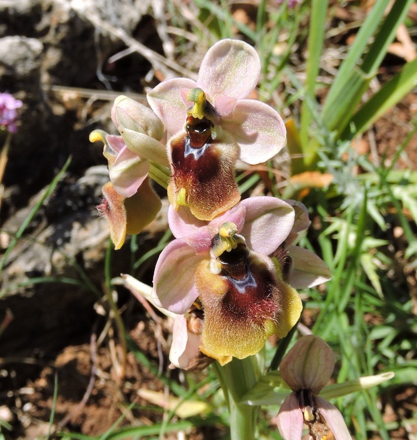45-Ophrys tenthredinifera - Zingaro - 18-04-2015 11-10-039.JPG