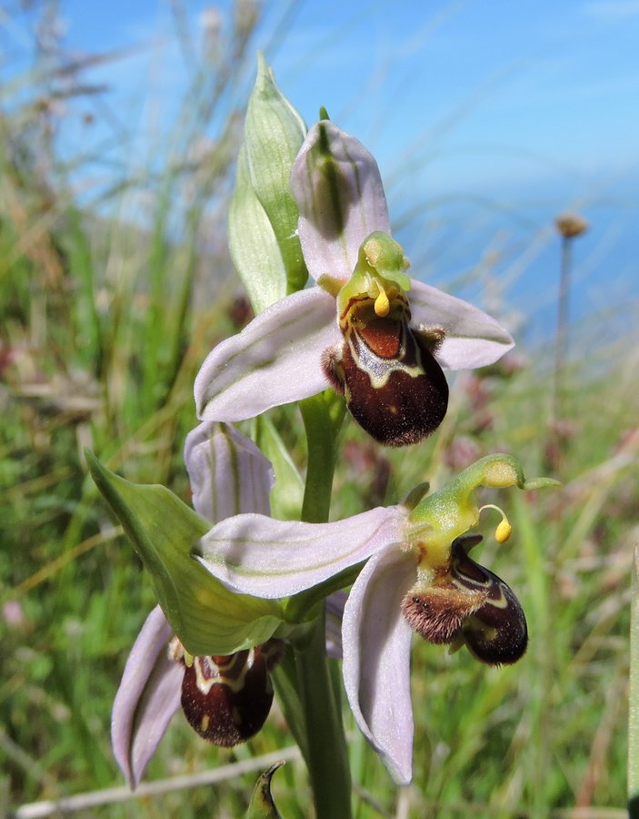 52-Ophrys apifera - Zingaro - 18-04-2015 13-13-56.JPG