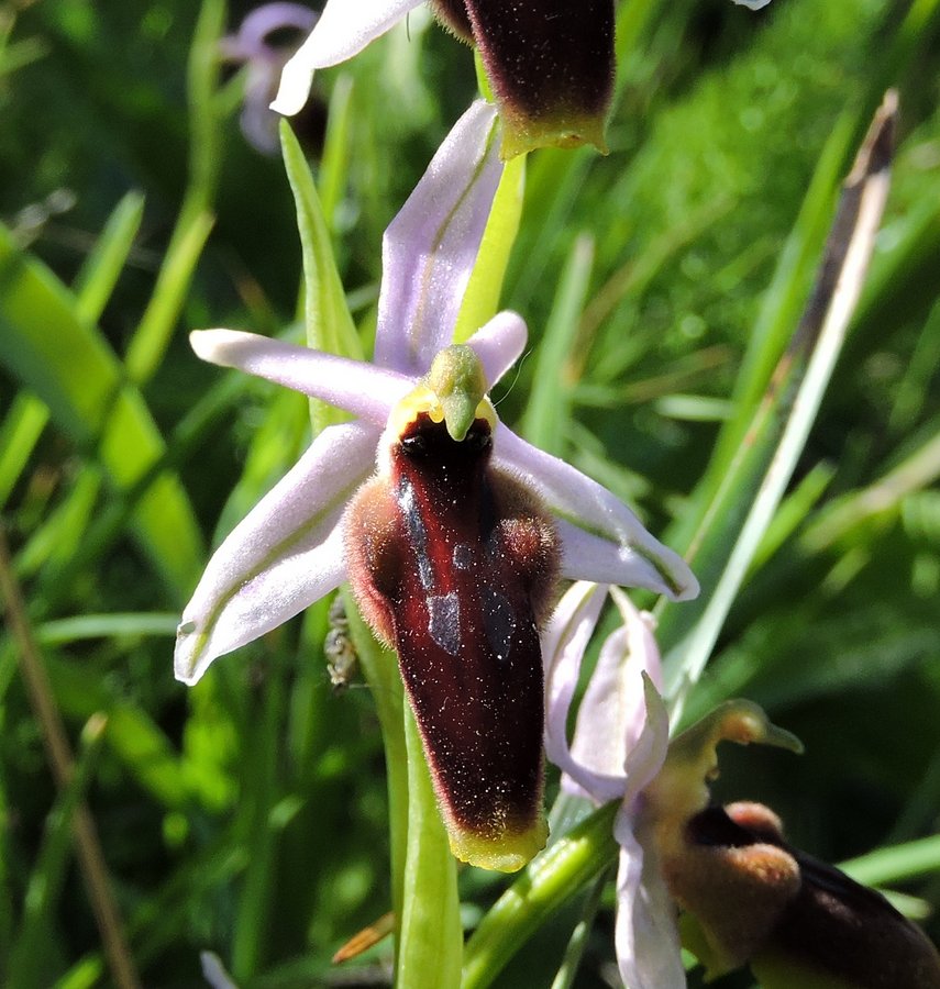 51-Ophrys lunulata - Zingaro - 18-04-2015 12-32-044.JPG