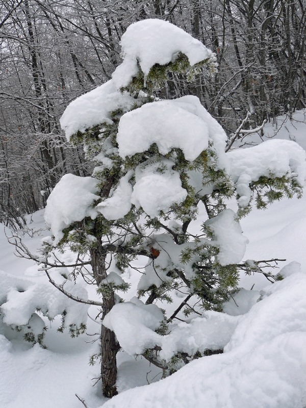 Juniperus.jpg