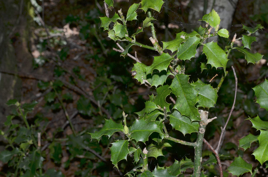 Cilento - Ilex aquifolium 2016508m131.jpg