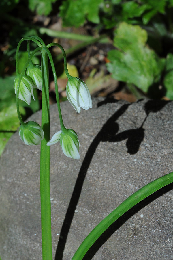Allium pendulinum_8636.jpg