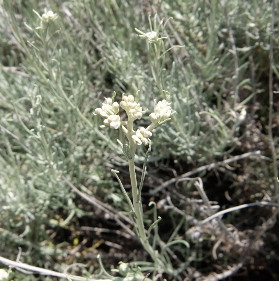 marina-di-camerota-helichrysum-litoreum(1).jpg
