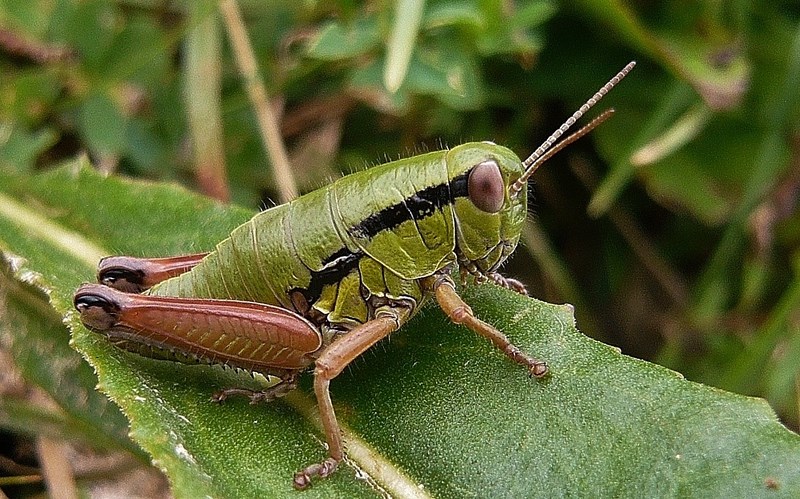 015 Orthoptera Archididae Pseudoprumna baldensis (Krauss1883) (Copia).JPG
