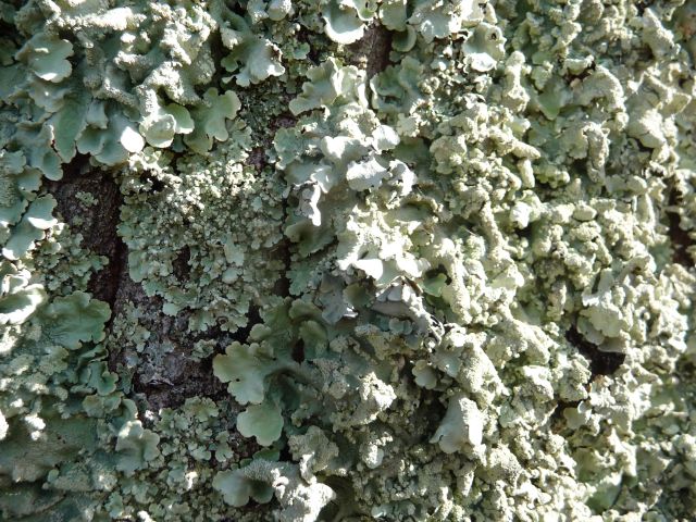 P1320696  lichene su quercia.jpg