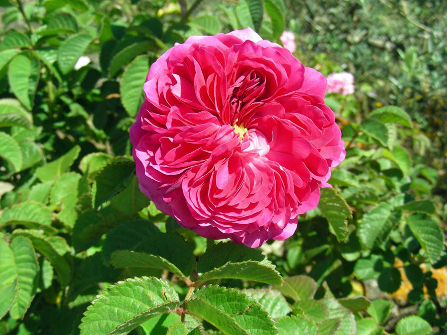Rosa sp. (1).jpg