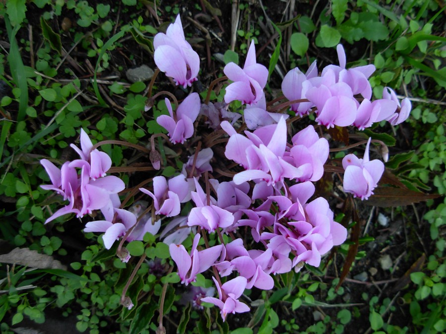 Cyclamen hederifolium Aiton-27-10-16-P.R 057.JPG