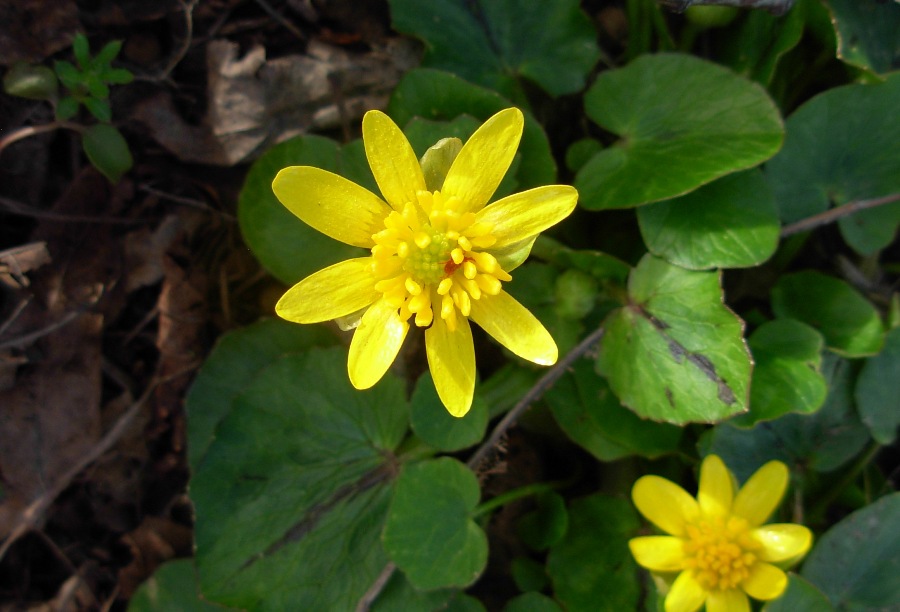Ranunculus ficaria L.-05-03-17- (90).JPG