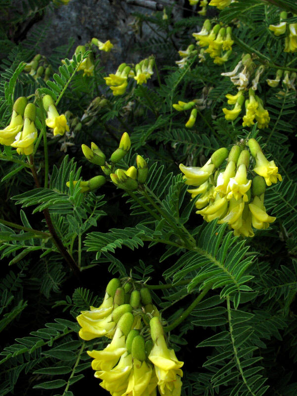 Astragalus penduliflorus.jpg