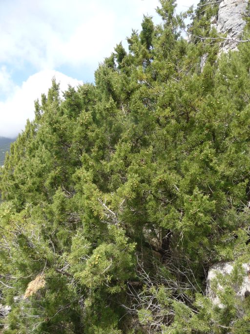 P1330427 Juniperus phoenicea..jpg