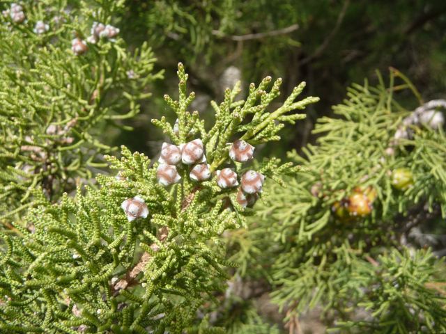 P1330426 Juniperus phoenicea..jpg