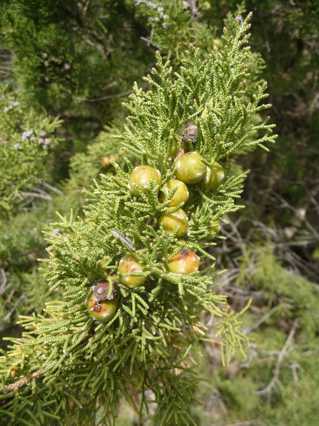 P1330424 Juniperus phoenicea..jpg
