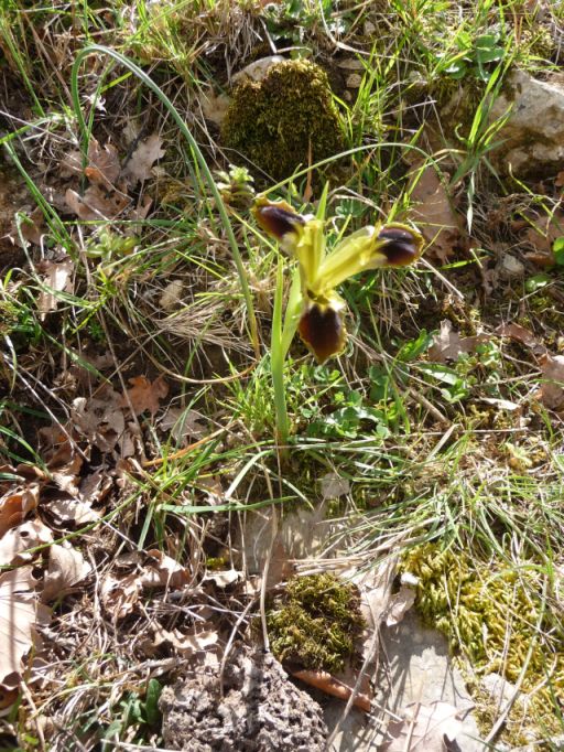 P1330451 Iris tuberosa L..jpg