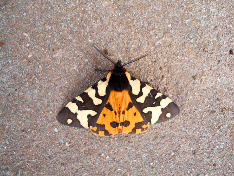 Lepidoptera-Arctiidae - Arctia villica (Lineus, 1758); Esemplare  maschio (antenne leggermente pettinate)