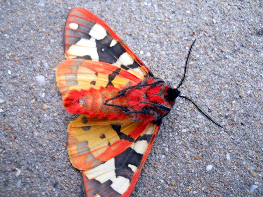 Lepidoptera-Arctiidae - Arctia villica (Lineus, 1758); Esemplare  maschio (antenne leggermente pettinate)